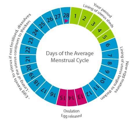 How To Calculate Menstrual Cycle New Health Advisor